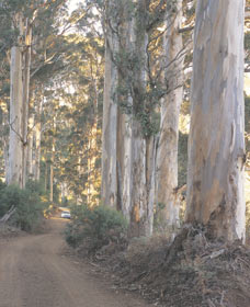 The Great Forest Trees Drive - Accommodation Sydney 3
