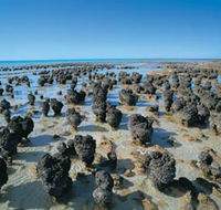 Hamelin Pool Stromatolites - Sydney 4u