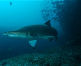Henderson Rock Dive Site - Sydney Resort 1