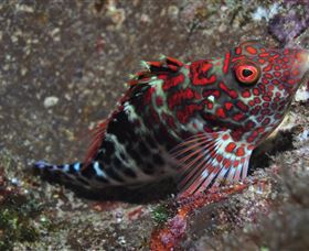 Henderson Rock Dive Site - Sydney Resort 3