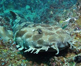 Henderson Rock Dive Site - Sydney Resort 2