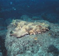 Scottish Prince Dive Site - Accommodation Sydney