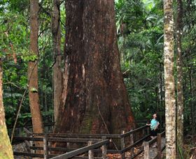 Bird Tree And Benaroon - Sydney Resort 0