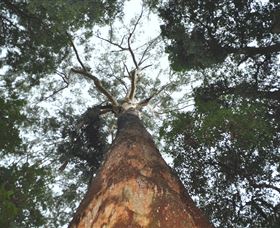 Bird Tree And Benaroon - Sydney Resort 1