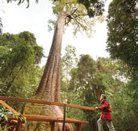 Old Bottlebutt - Accommodation Sydney