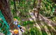 TreeTop Challenge Currumbin - thumb 2