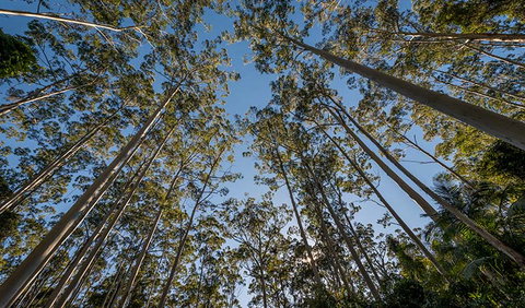 Queens Lake Nature Reserve - Sydney Resort 2