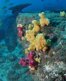 Shag Rock Dive Site - Sydney Resort 0