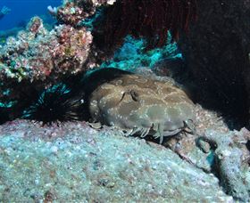 Shag Rock Dive Site - Sydney Resort 3