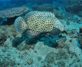 Shag Rock Dive Site - Sydney Resort 2