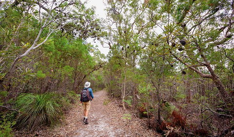 Angophora Grove Walking Track - Sydney Resort 1