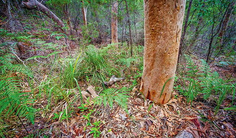 Angophora Grove Walking Track - Sydney Resort 2