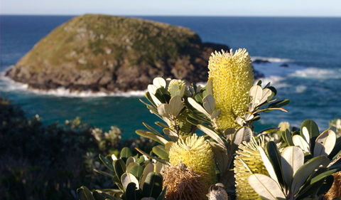 Green Island Walking Track - Sydney Resort 0