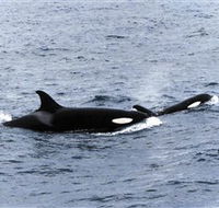 Killer Whale Trail - Sydney 4u