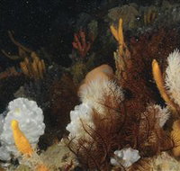 Point Hicks Marine National Park - Accommodation Sydney