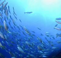 Cape Byron Marine Park - Accommodation Sydney