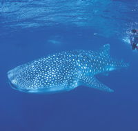 Ningaloo Reef - Sydney 4u