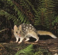 Tarkine Forest Reserve - Accommodation Sydney
