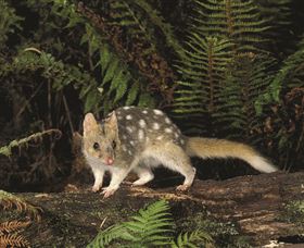 Tarkine Forest Reserve - Accommodation Sydney 0