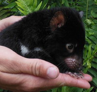 Crawn Motors - Accommodation Sydney