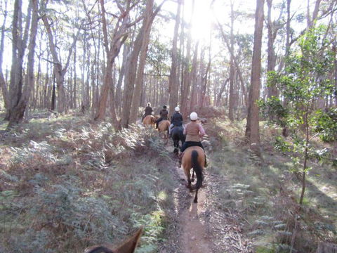 Silver Brumby Trails - Sydney 4u 2