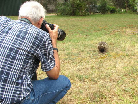 Echidna Walkabout Nature Tours - Accommodation Sydney 8