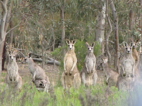 Echidna Walkabout Nature Tours - Accommodation Sydney 15