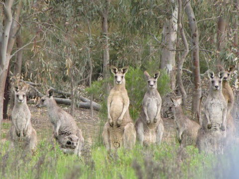 Echidna Walkabout Nature Tours - Accommodation Sydney 18