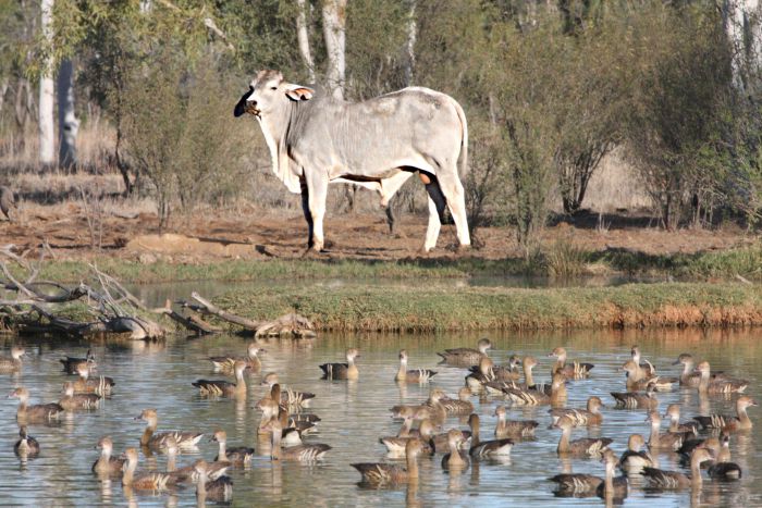 Sturt QLD Accommodation Sydney