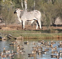 Natural Encounters Trail - Accommodation Sydney