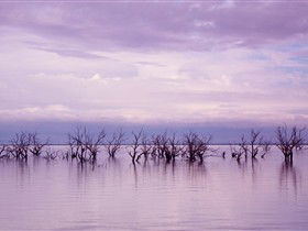Tri State Safaris - Accommodation Sydney 8