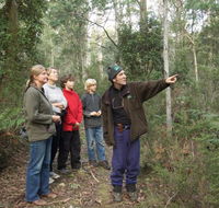 Great Western Tiers Forest Walks Tasmania - Accommodation Sydney