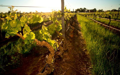 Kaesler Old Vine Vineyard Tour - Accommodation Sydney 0