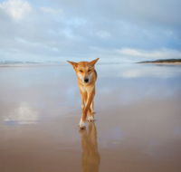 Fraser Island Adventure Tours - Sydney 4u