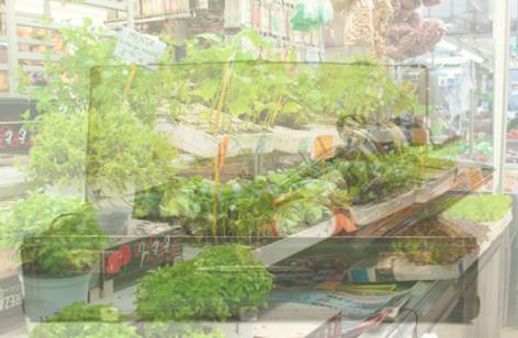 Dapto Markets - Accommodation Sydney 2