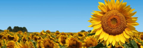 Quirindi Grain And Produce - Sydney Resort 2