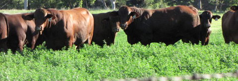 Quirindi Grain And Produce - Sydney Resort 3