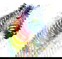 Rainbow Zebra - 65 Northbourne 7.30-9.30pm - Accommodation Sydney