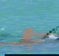 Snubfin Dolphin Eco Cruise from Broome - Sydney Resort