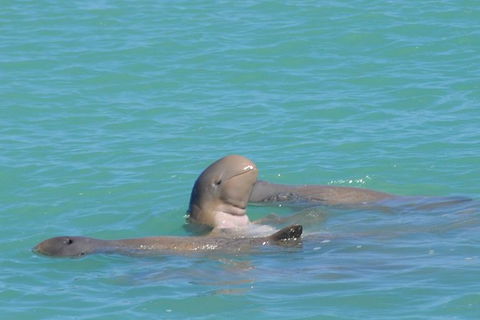 Snubfin Dolphin Eco Cruise From Broome - Accommodation Sydney 2