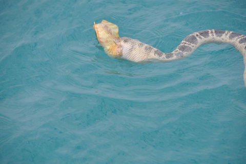 Snubfin Dolphin Eco Cruise From Broome - Accommodation Sydney 10