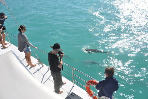 Snubfin Dolphin Eco Cruise From Broome - Accommodation Sydney 4