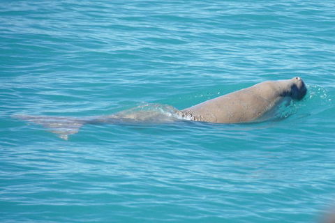 Snubfin Dolphin Eco Cruise From Broome - Accommodation Sydney 5