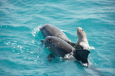 Snubfin Dolphin Eco Cruise From Broome - Accommodation Sydney 6