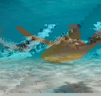 Turtle Eco Adventure Tour in Exmouth - Accommodation Sydney