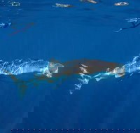 Private Whale Shark or Humpback Whale Swimming Tour - Accommodation Sydney