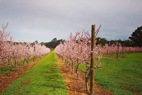 Small-Group Bickley Valley Wine Tour - Accommodation Sydney 11