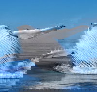 Whale Watching Dunsborough - Sydney Resort