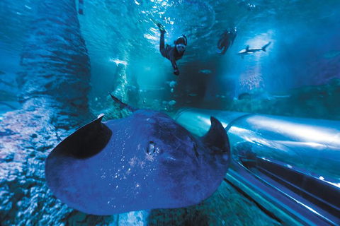Snorkel With Sharks At AQWA - Accommodation Sydney 3