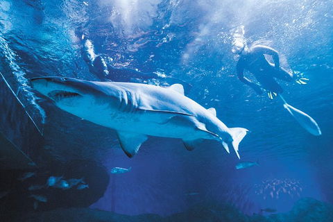 Snorkel With Sharks At AQWA - Accommodation Sydney 2